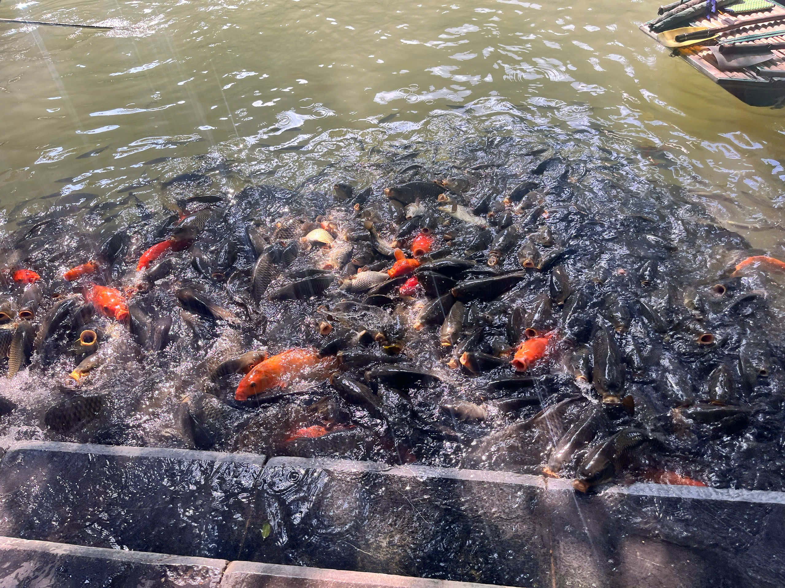 Một góc Tràng An mùa lúa chín, ruộng vàng bên sông xanh